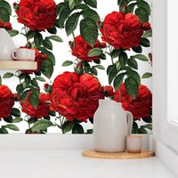  Redoute' Roses ~ Riot of Red 