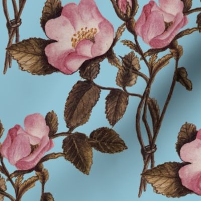 Charlotte Bronte's Wild Roses on Blue