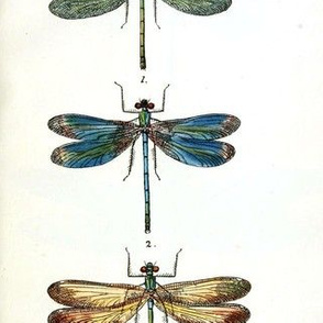 Vintage Lithograph Dragonflies Circa 1845