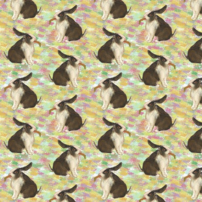 DutchLop Bunny 2