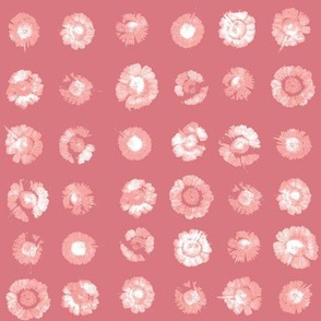 daisy polkadots in white on peach-pink