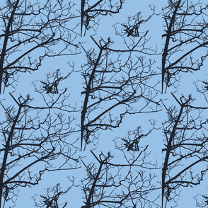 Tree Buds Against Blue Sky-2