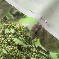 Sparrows on Millet