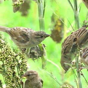 Sparrows on Millet