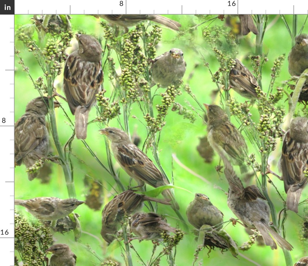 Sparrows on Millet