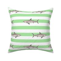 Sharks and green stripes