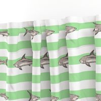 Sharks and green stripes