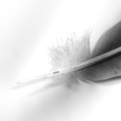 Grey feather