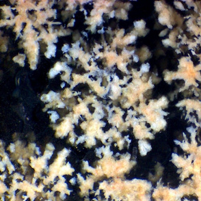 Midnight Coral (Flower Obsidian)