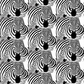 optical zebra