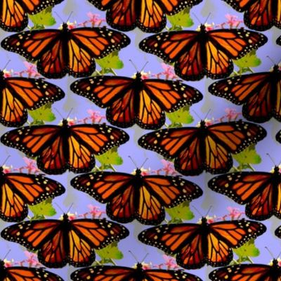 Monarch butterflies