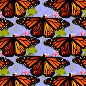 Monarch butterflies