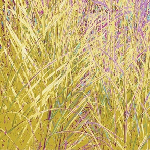 Prairie grasses