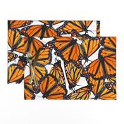 Monarch flock of butterflies