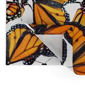 Monarch flock of butterflies