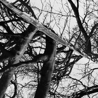The Tree Lace ~ Black and White