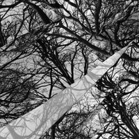 The Tree Lace ~ Black and White