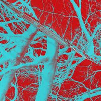 The Tree Lace ~ Red & Cyan