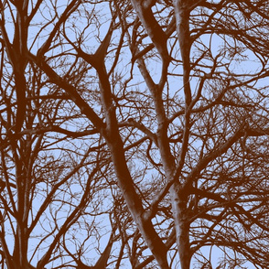 The Tree Lace ~ Twilight