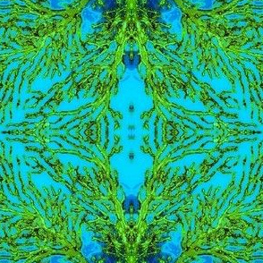 Coral1-blue/green