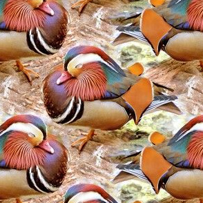 Mandarin Duck