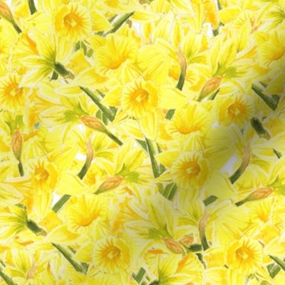 Daffodil Explosion