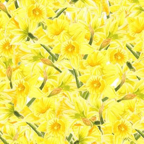 Daffodil Explosion