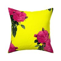 Redoute' Rose ~ Hot Pink and La! Yellow ~ Romp In The Garden