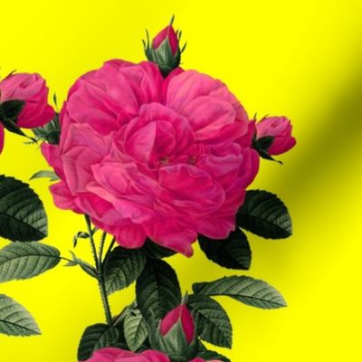 Redoute' Rose ~ Hot Pink and La! Yellow ~ Romp In The Garden