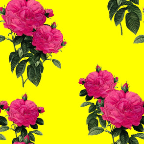 Redoute' Rose ~ Hot Pink and La! Yellow ~ Romp In The Garden