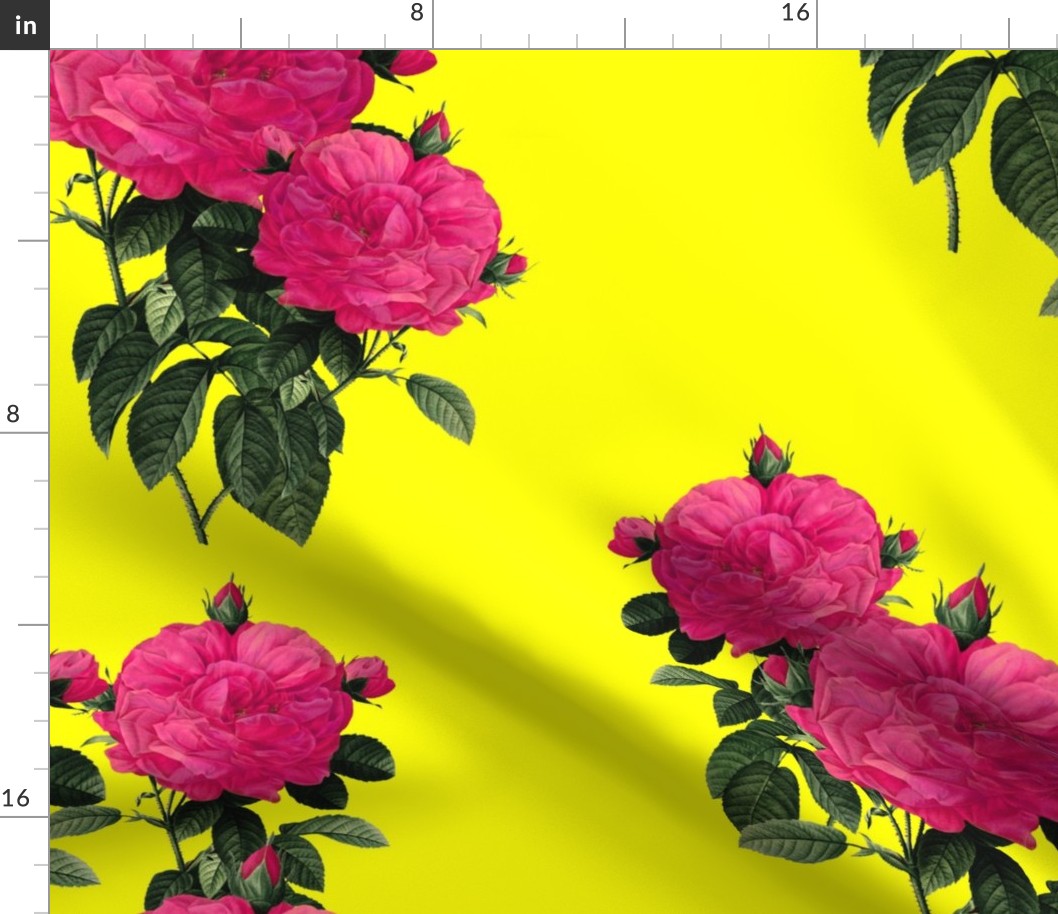 Redoute' Rose ~ Hot Pink and La! Yellow ~ Romp In The Garden