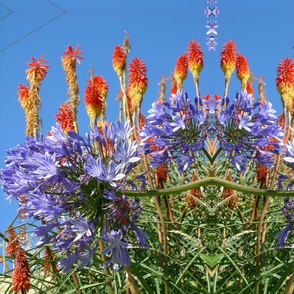 Red Hot Pokers & Purple Agapanthas