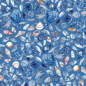 shells in ocean