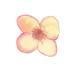 Flower for Spoonflower II