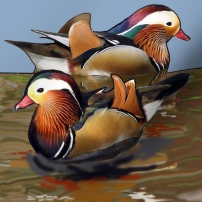 mandarin_ducks