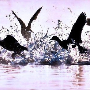 wild_water_birds
