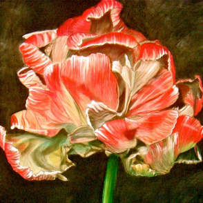 Tulip_1