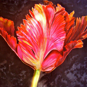 Tulip_3