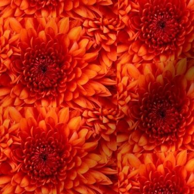 Chrysanthemum