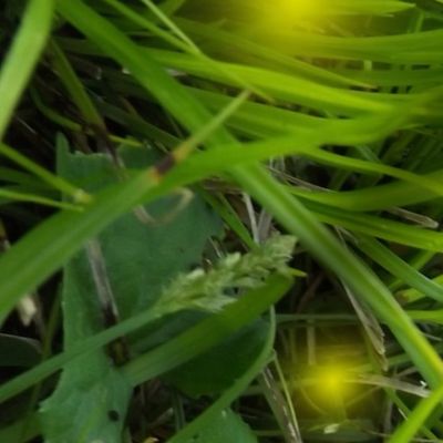 Fireflies In the Grass Border Print