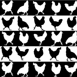 Black and White Chickens