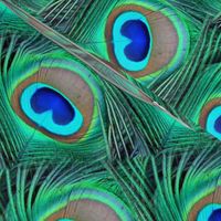 Peacock Bird Feathers, Teal, Emerald Greens, & Royal Blues (Original 450px)