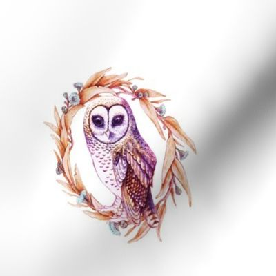 Sooty Owl on Gumleaf