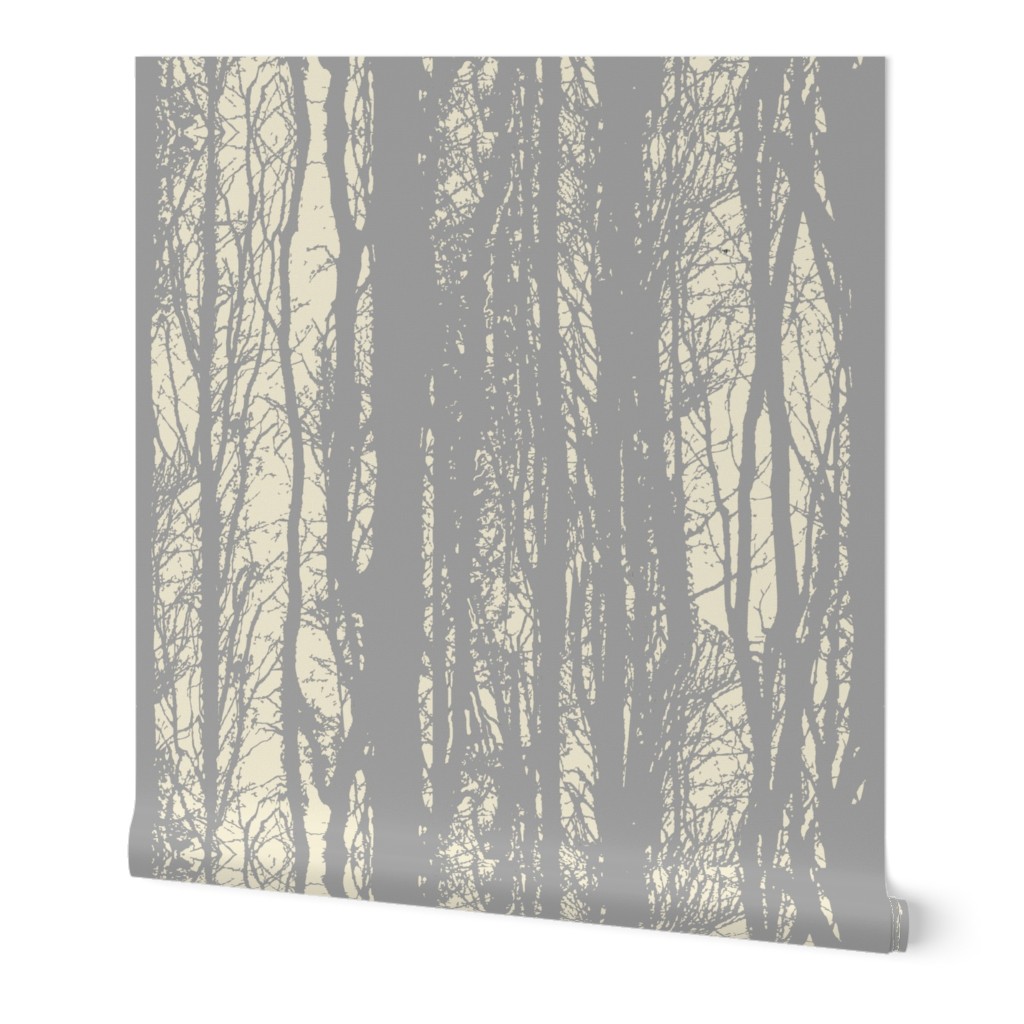 Silver Birch Forest