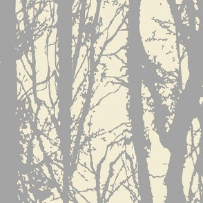 Silver Birch Forest