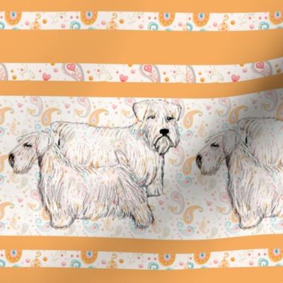 sealyham_terriers_with_border