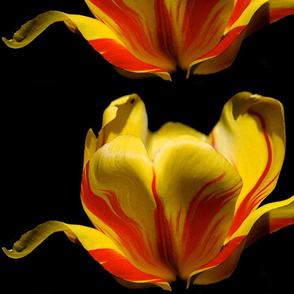 Tulips Ablaze