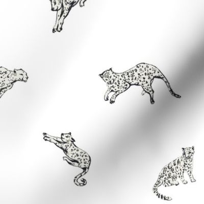 leopards white