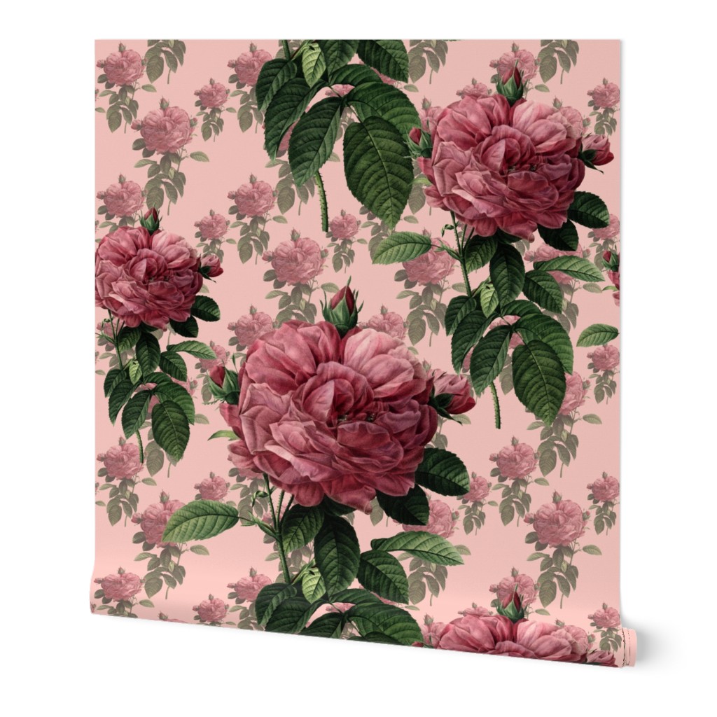 Redoute' Roses ~ Sweet Pink ~ Large