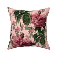 Redoute' Roses ~ Sweet Pink ~ Large